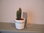 Bookend Cactus - Metal bookend - Holder for CD / DVD - Deco