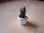 Buchstütze Kaktus - Bücherstütze aus Metall - Halter für CD / DVD - Deko